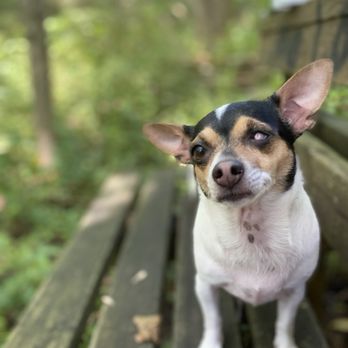 Chestnut Animal Hospital