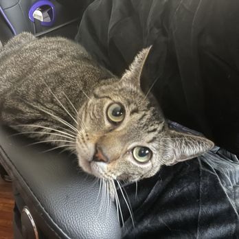 Animal Emergency Clinic Pearland 288