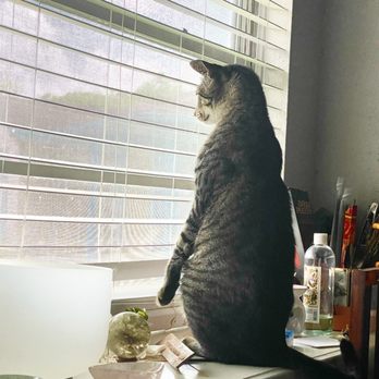 Chestnut Animal Hospital