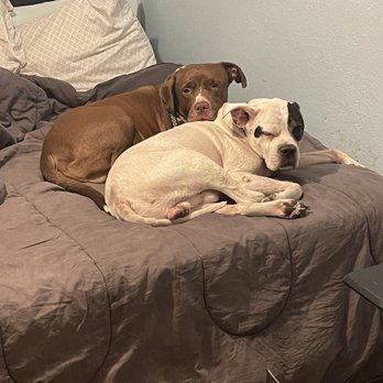 Woodlake Pet Hospital