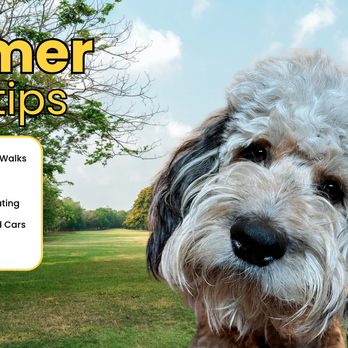 Sugar Land Veterinary Specialists & Emergency Care