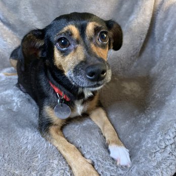 Westheimer Animal Clinic Bellaire