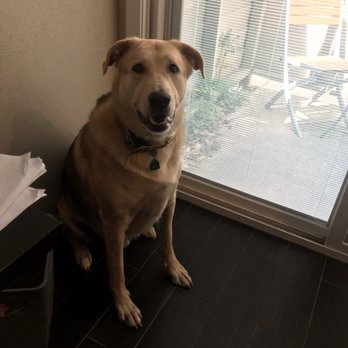 Westheimer Animal Clinic Bellaire