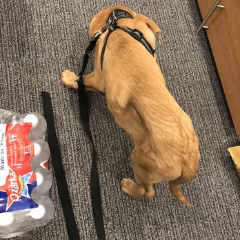 Westheimer Animal Clinic Bellaire