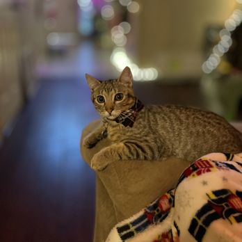 Hearthstone Animal Clinic