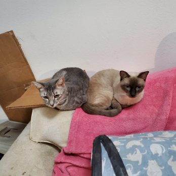 Houston Cat Hospital