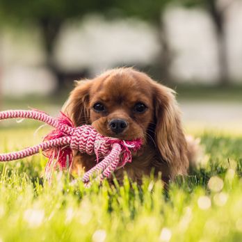 Oyster Creek Animal Hospital