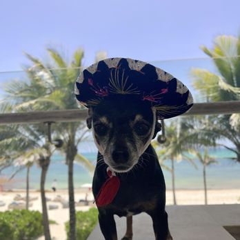 Animal Emergency Clinic NE