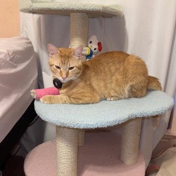 Animal Emergency Clinic NE