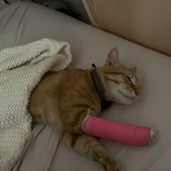 Animal Emergency Clinic NE