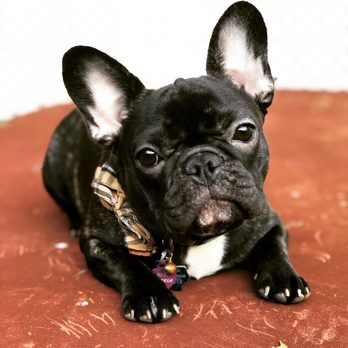 Bear Creek Animal Clinic