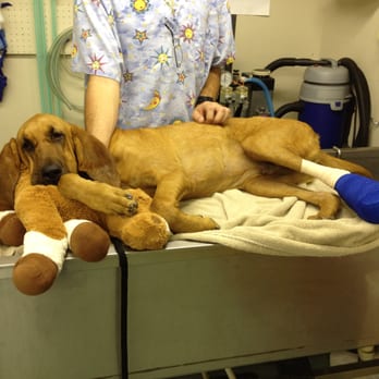 Kleinbrook Animal Hospital