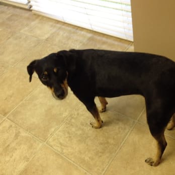 Angel Animal Hospital