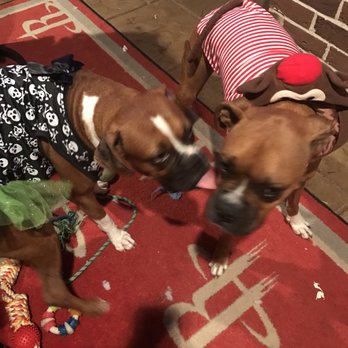 Angel Animal Hospital