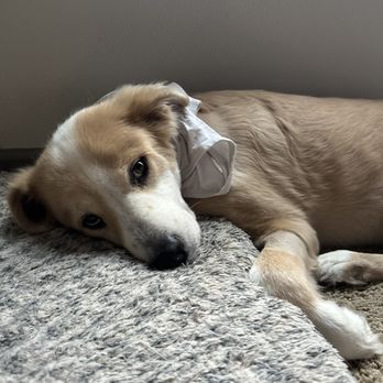 Long Drive Dog & Cat Hospital