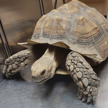 Aldine Mail Route Animal Hospital