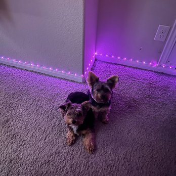 Aldine Mail Route Animal Hospital