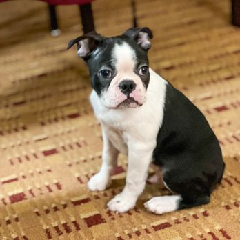 Lake Olympia Animal Hospital