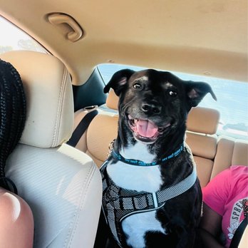 BARC Animal Shelter and Adoptions