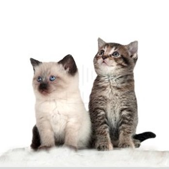 Feline Medical Center