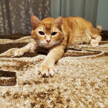 Heights Hospital for Animals