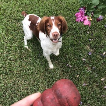 The WellPet Center Veterinary Hospital