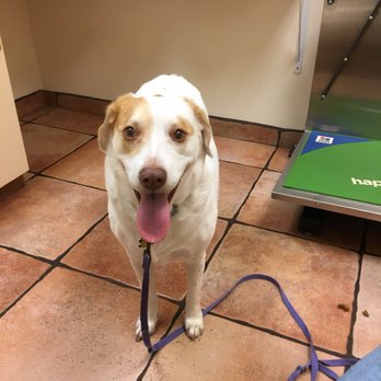 Mayde Creek Animal Health Center