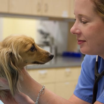 Egret Bay Veterinary Hospital