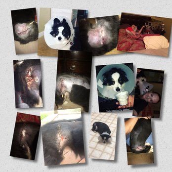 Cypress Veterinary Hospital