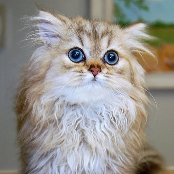 Cypress Veterinary Hospital