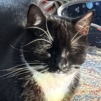 Houston Animal Hospital