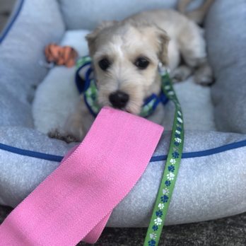 Houston Animal Hospital