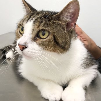 Houston Animal Hospital