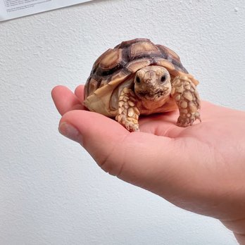 All Creatures Exotic & Small Veterinary Hospital