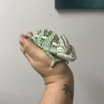 All Creatures Exotic & Small Veterinary Hospital