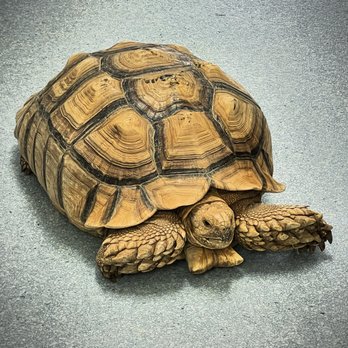 All Creatures Exotic & Small Veterinary Hospital