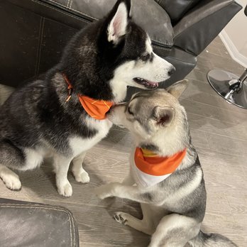 Critter Care Animal Hospital