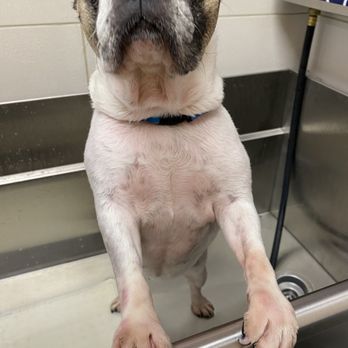 Bingle Veterinary Clinic