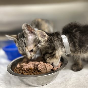 Houston Humane Society