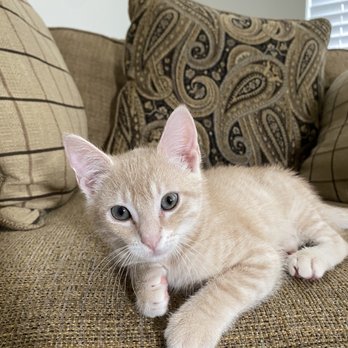 Houston Humane Society