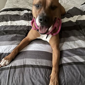 Houston Humane Society