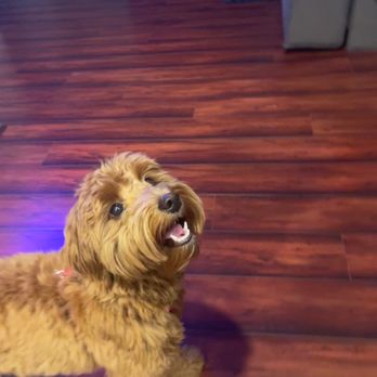 Cypress Falls Animal Hospital