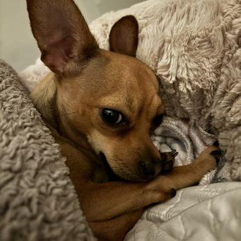 Baxter & Cleo Veterinary Clinic