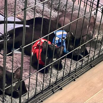 Baxter & Cleo Veterinary Clinic