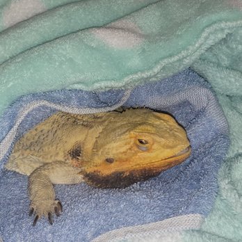 ABC Animal & Bird Clinic