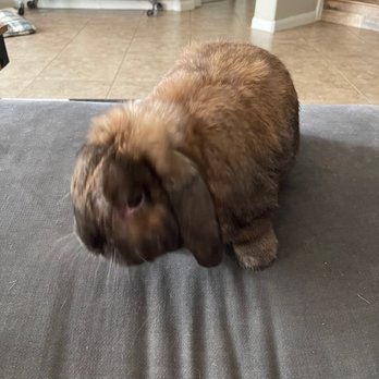 ABC Animal & Bird Clinic