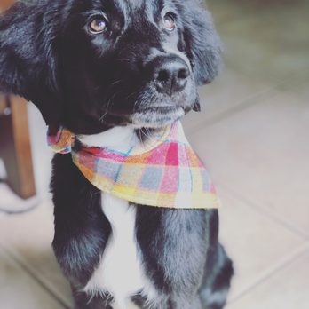 Pet Check Animal Clinics