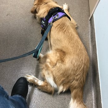 Meyerland Animal Clinic, PA