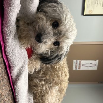 Meyerland Animal Clinic, PA