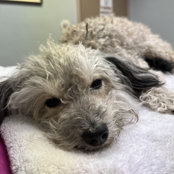 Meyerland Animal Clinic, PA